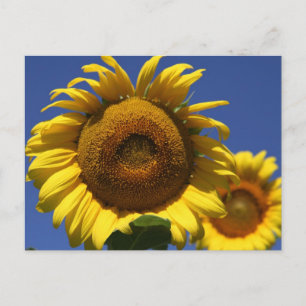Zonnebloem Briefkaart