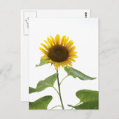 Zonnebloem Briefkaart (Voorkant / Achterkant)