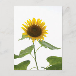 Zonnebloem Briefkaart
