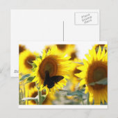 Zonnebloem Briefkaart (Voorkant / Achterkant)