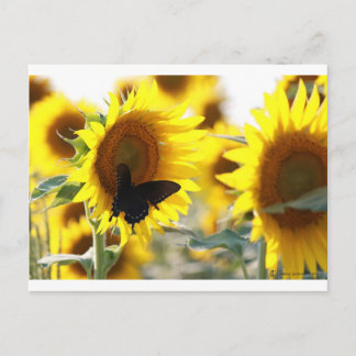 Zonnebloem Briefkaart