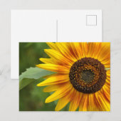 Zonnebloem Briefkaart (Voorkant / Achterkant)