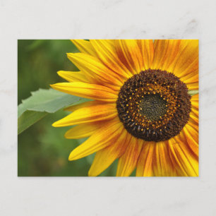 Zonnebloem Briefkaart