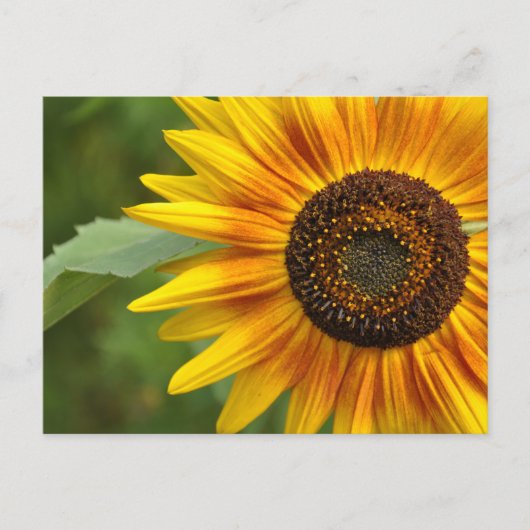 Zonnebloem Briefkaart (Voorkant)