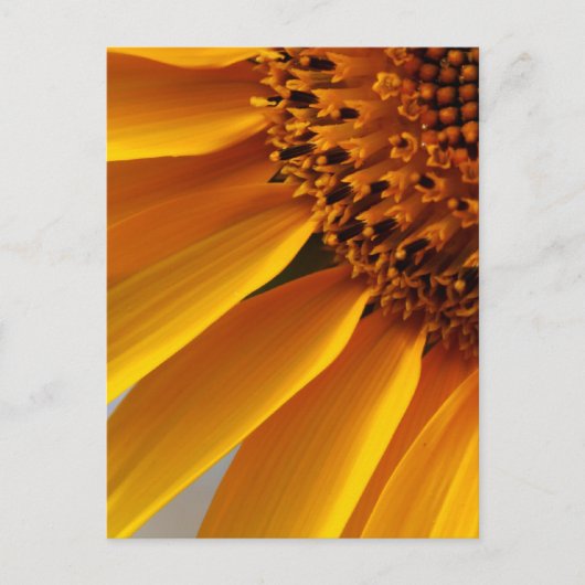 Zonnebloem Briefkaart (Voorkant)