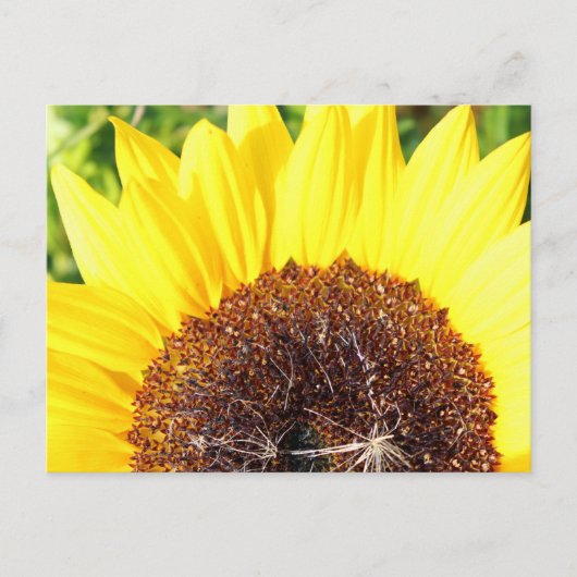 Zonnebloem Briefkaart (Voorkant)