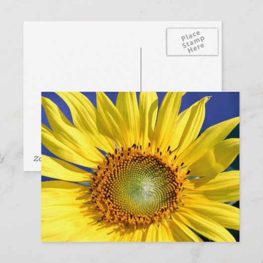 Zonnebloem Briefkaart (Voorkant / Achterkant)