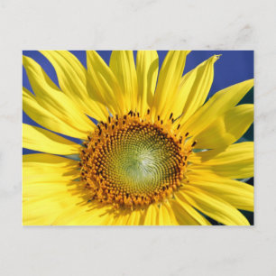 Zonnebloem Briefkaart