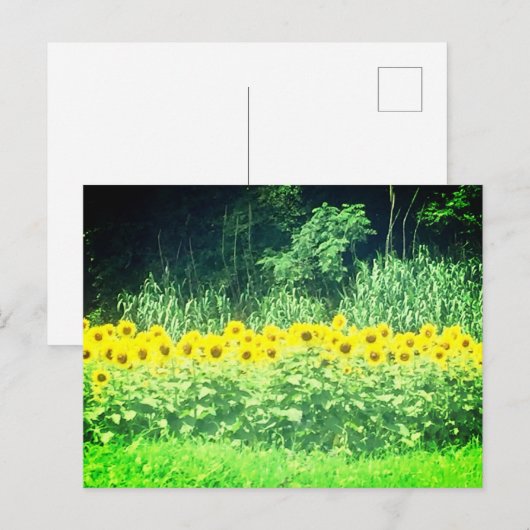 Zonnebloem Briefkaart (Voorkant / Achterkant)