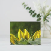Zonnebloem, Briefkaart (Staand voorkant)