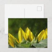 Zonnebloem, Briefkaart (Voorkant / Achterkant)