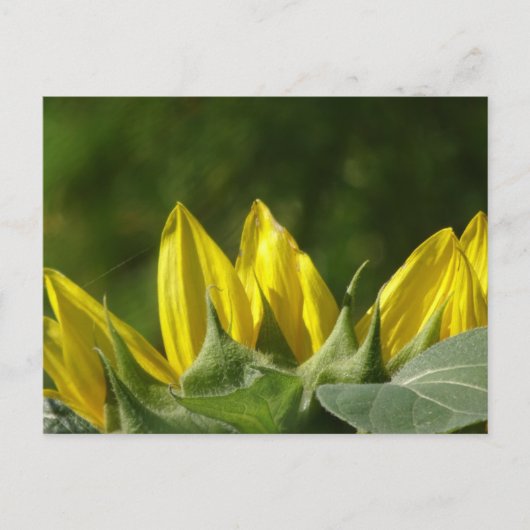 Zonnebloem, Briefkaart (Voorkant)