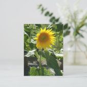 zonnebloem briefkaart (Staand voorkant)