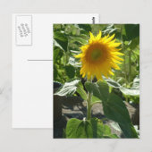 zonnebloem briefkaart (Voorkant / Achterkant)