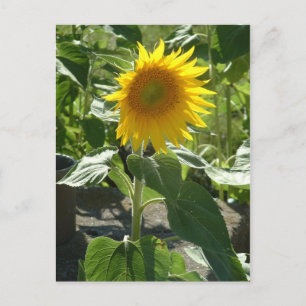 zonnebloem briefkaart