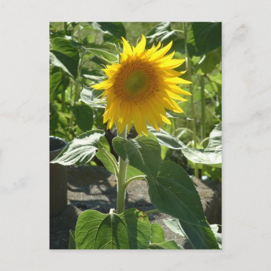 zonnebloem briefkaart (Voorkant)