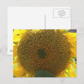 Zonnebloem Briefkaart (Voorkant / Achterkant)
