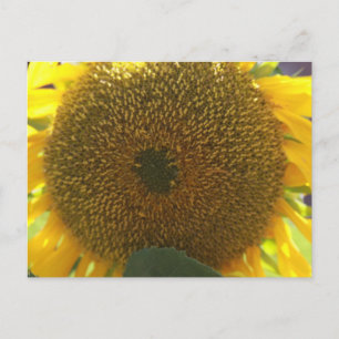 Zonnebloem Briefkaart
