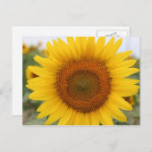 Zonnebloem Briefkaart (Voorkant / Achterkant)