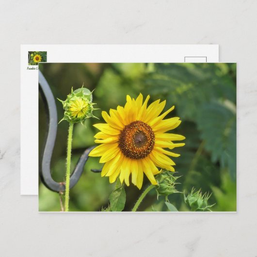 Zonnebloem Briefkaart (Voorkant / Achterkant)