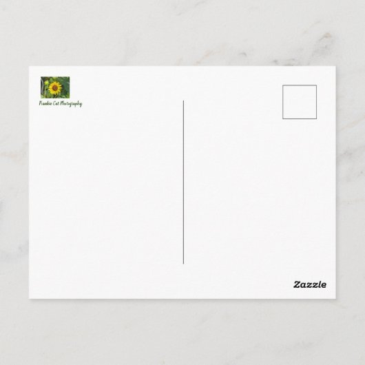 Zonnebloem Briefkaart (Achterkant)