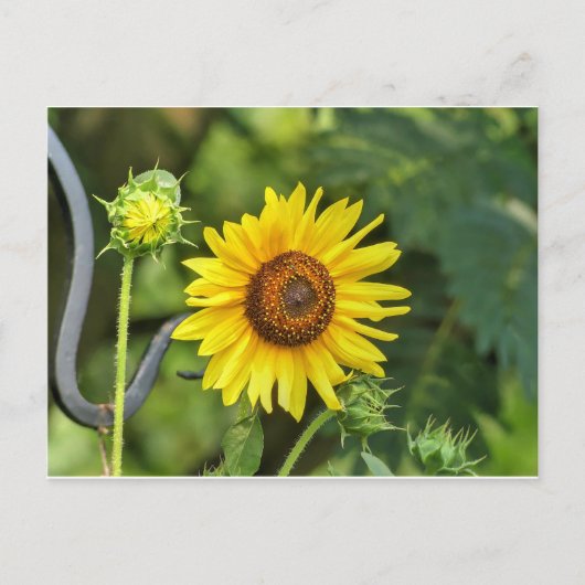 Zonnebloem Briefkaart (Voorkant)