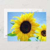 Zonnebloem Briefkaart (Voorkant / Achterkant)
