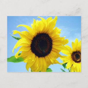 Zonnebloem Briefkaart