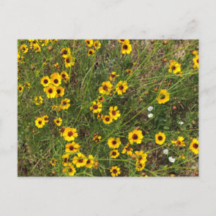 Zonnebloem Briefkaart