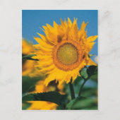 Zonnebloem Briefkaart (Voorkant)