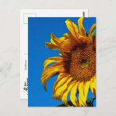 Zonnebloem - Briefkaart (Voorkant / Achterkant)