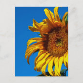 Zonnebloem - Briefkaart (Voorkant)