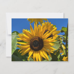 Zonnebloem Briefkaart