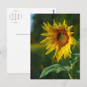 Zonnebloem Briefkaart (Voorkant / Achterkant)