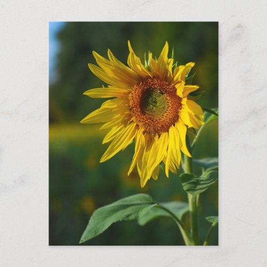 Zonnebloem Briefkaart (Voorkant)