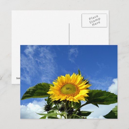 Zonnebloem Briefkaart (Voorkant / Achterkant)