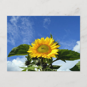 Zonnebloem Briefkaart