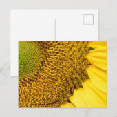 Zonnebloem Briefkaart (Voorkant / Achterkant)