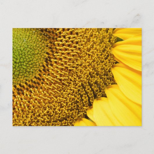 Zonnebloem Briefkaart (Voorkant)