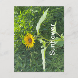 Zonnebloem Briefkaart