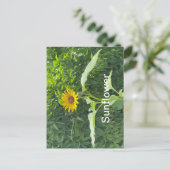 Zonnebloem Briefkaart (Staand voorkant)