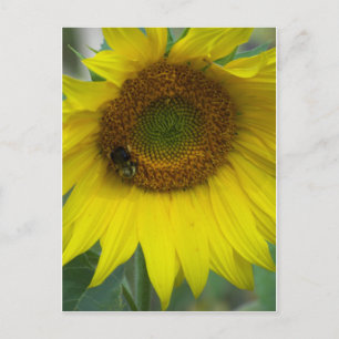 zonnebloem briefkaart