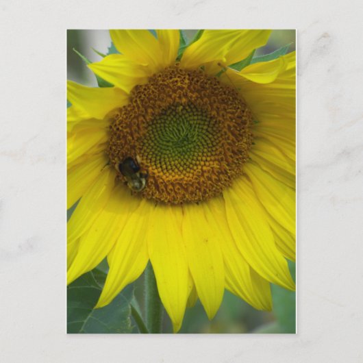 zonnebloem briefkaart (Voorkant)