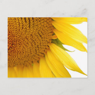 Zonnebloem Briefkaart