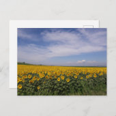 Zonnebloem Briefkaart (Voorkant / Achterkant)