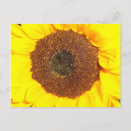 Zonnebloem Briefkaart