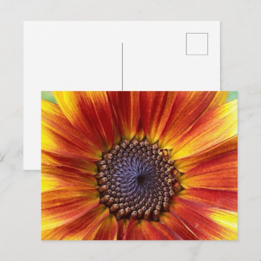 Zonnebloem Briefkaart (Voorkant / Achterkant)