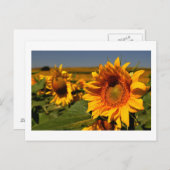 zonnebloem briefkaart (Voorkant / Achterkant)