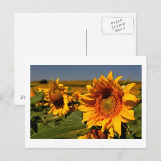 zonnebloem briefkaart (Voorkant / Achterkant)