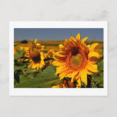 zonnebloem briefkaart (Voorkant)